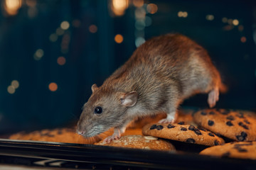 Ratte-auf-Keksen